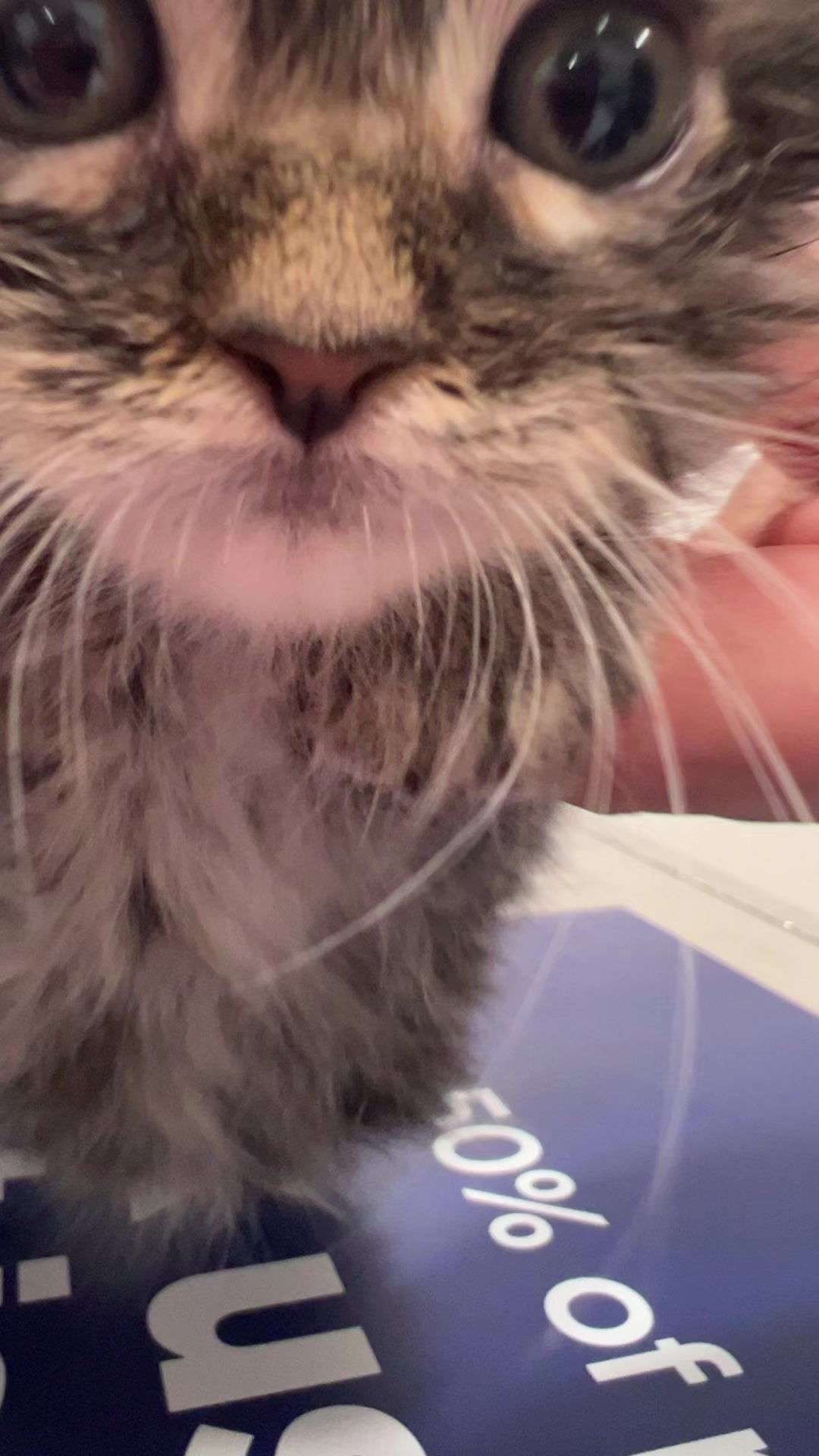 @Lake View Vet