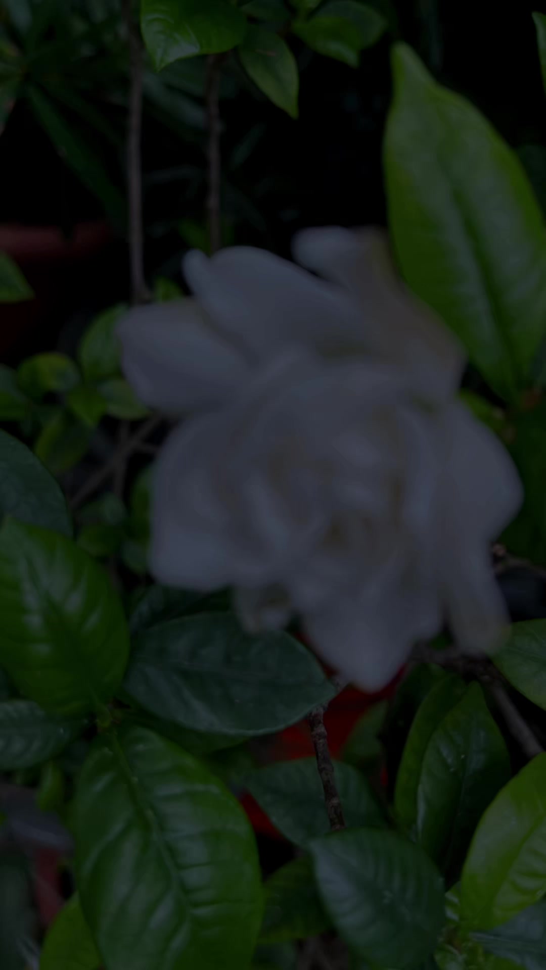 @你在看我嗎？