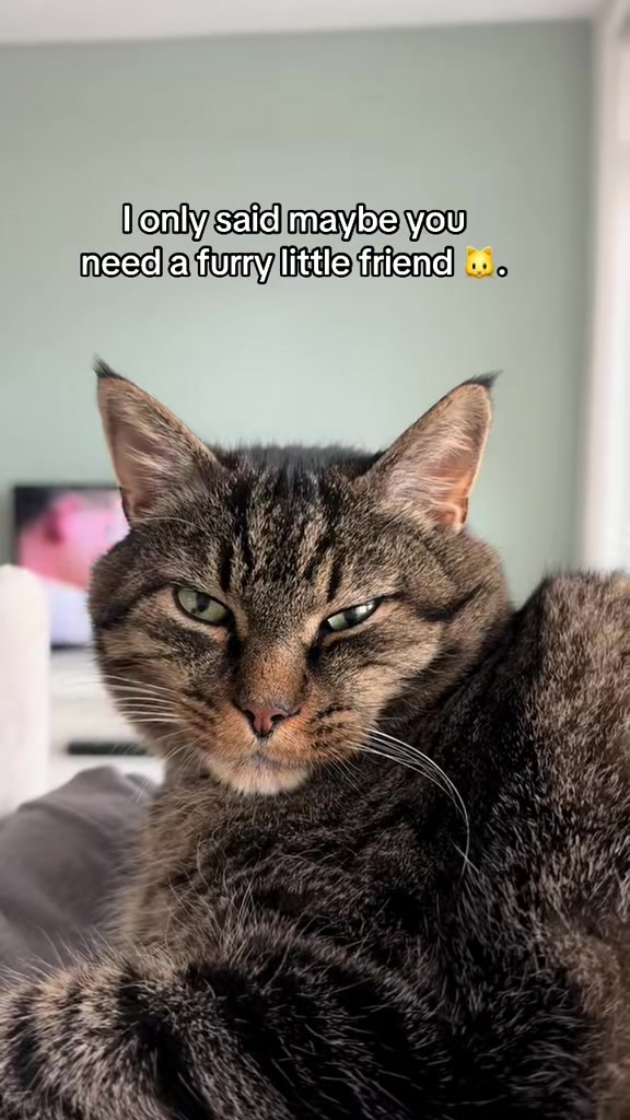 @Joep_the_ rescuecat