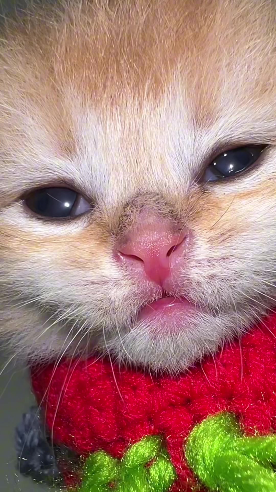 @Soothing Cats😻