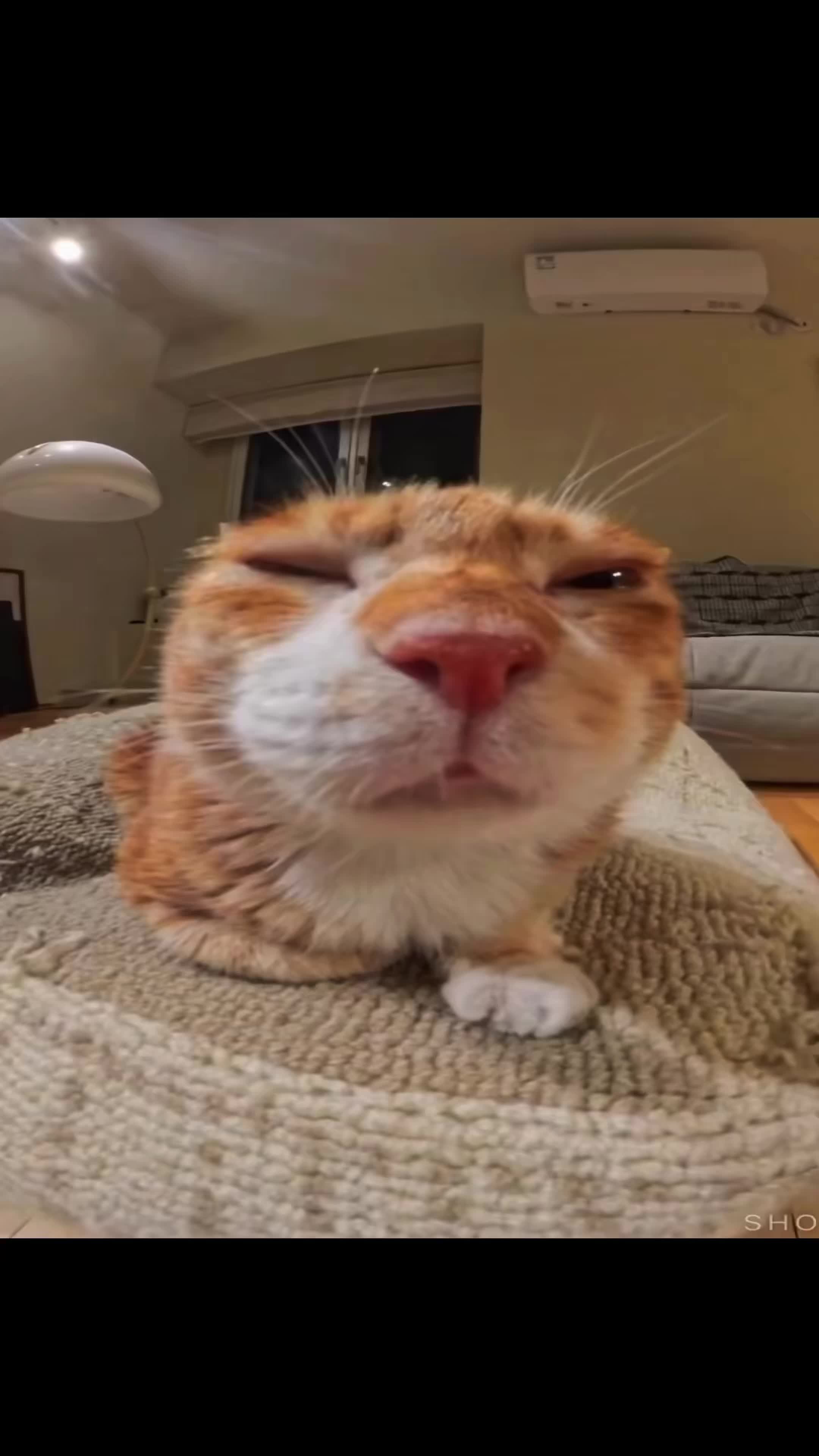 @𝗖𝗔𝗧𝗦