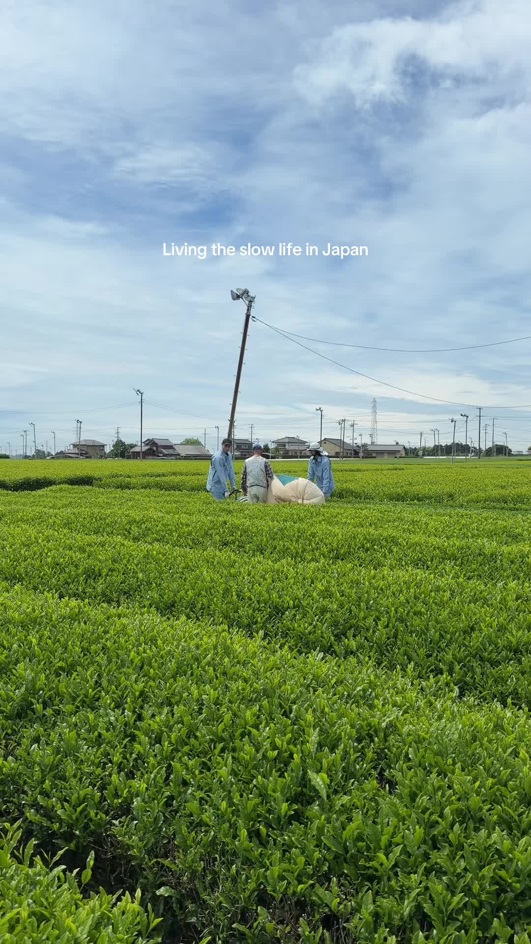 @Nekohama Matcha