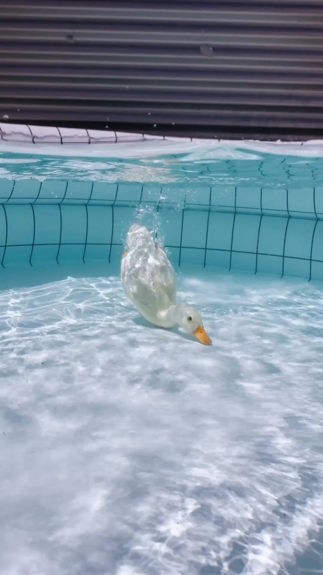 @ducks_in_space🪿🪿💦