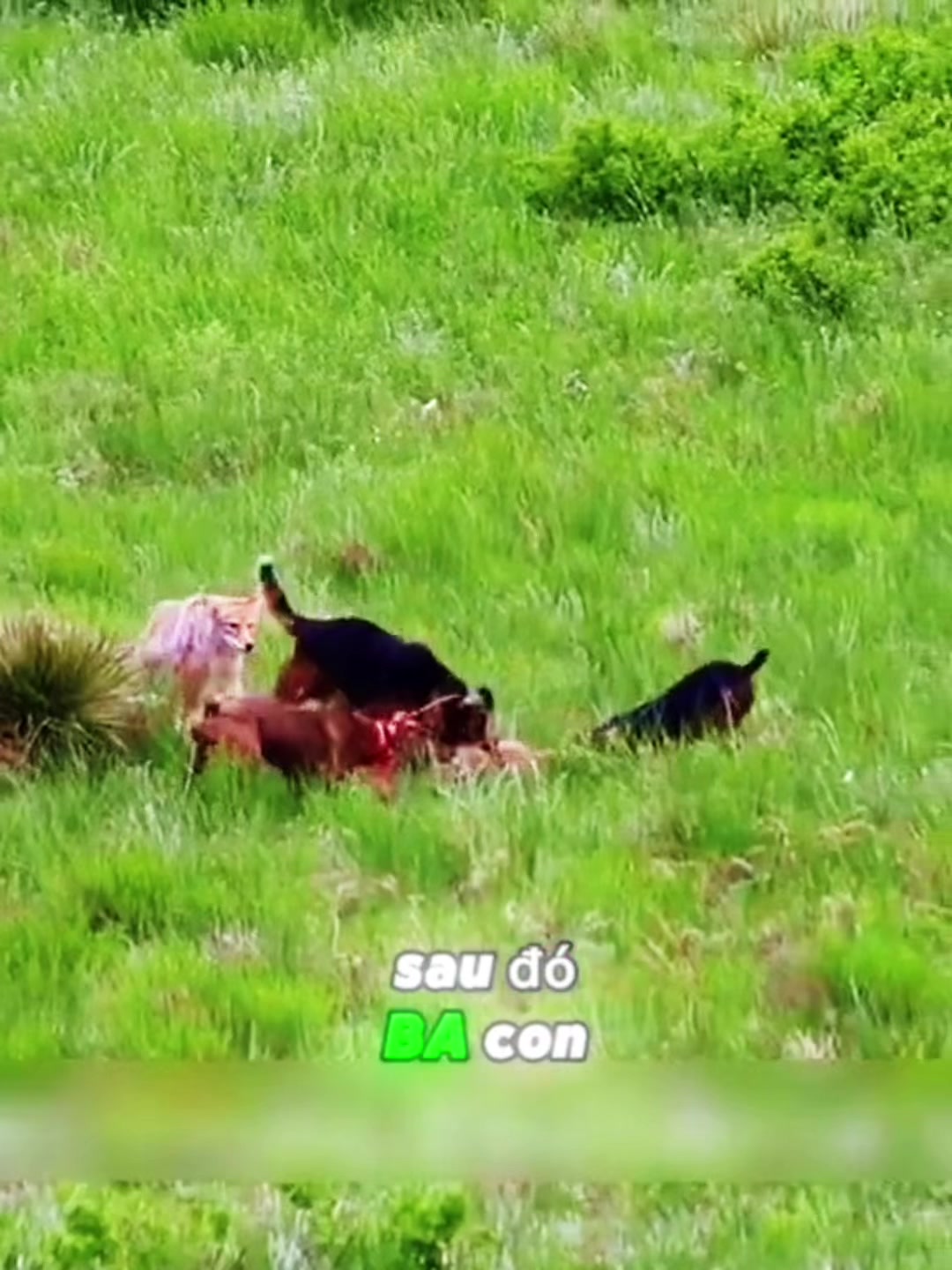 @Trại ch&oacute; Becgie ho&agrave;ng Minh