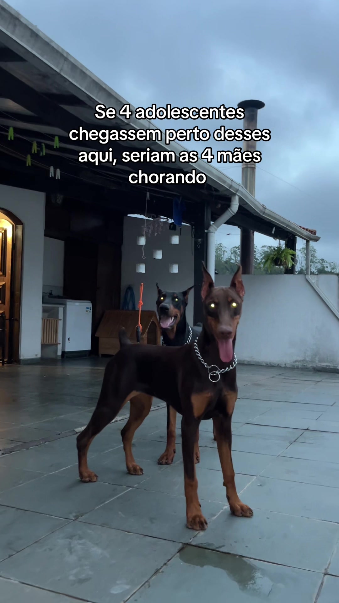 @Ravena e Venom, os Dobermans