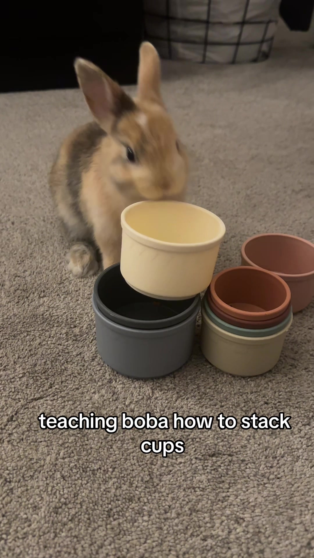 @Boba 🐰🩵