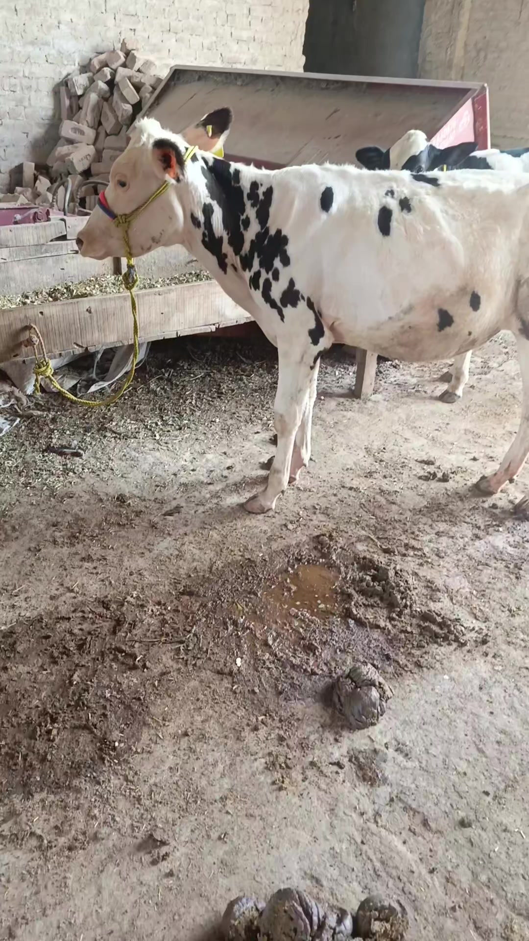 @Usmandairyfarmlayyah