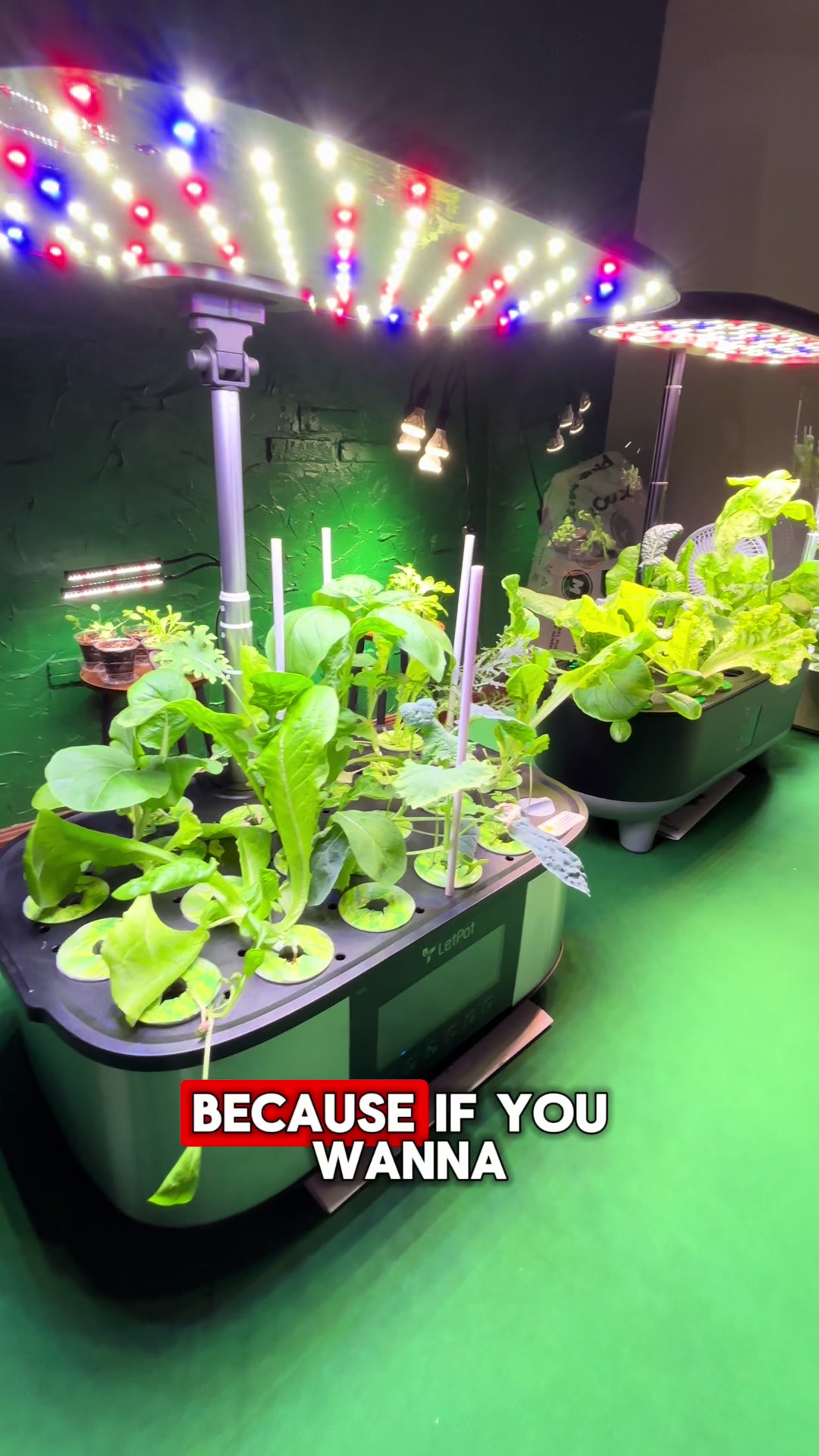 @Urban Agriculture w/ Mike