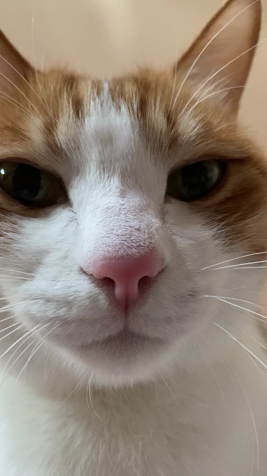 @猫のはっさく