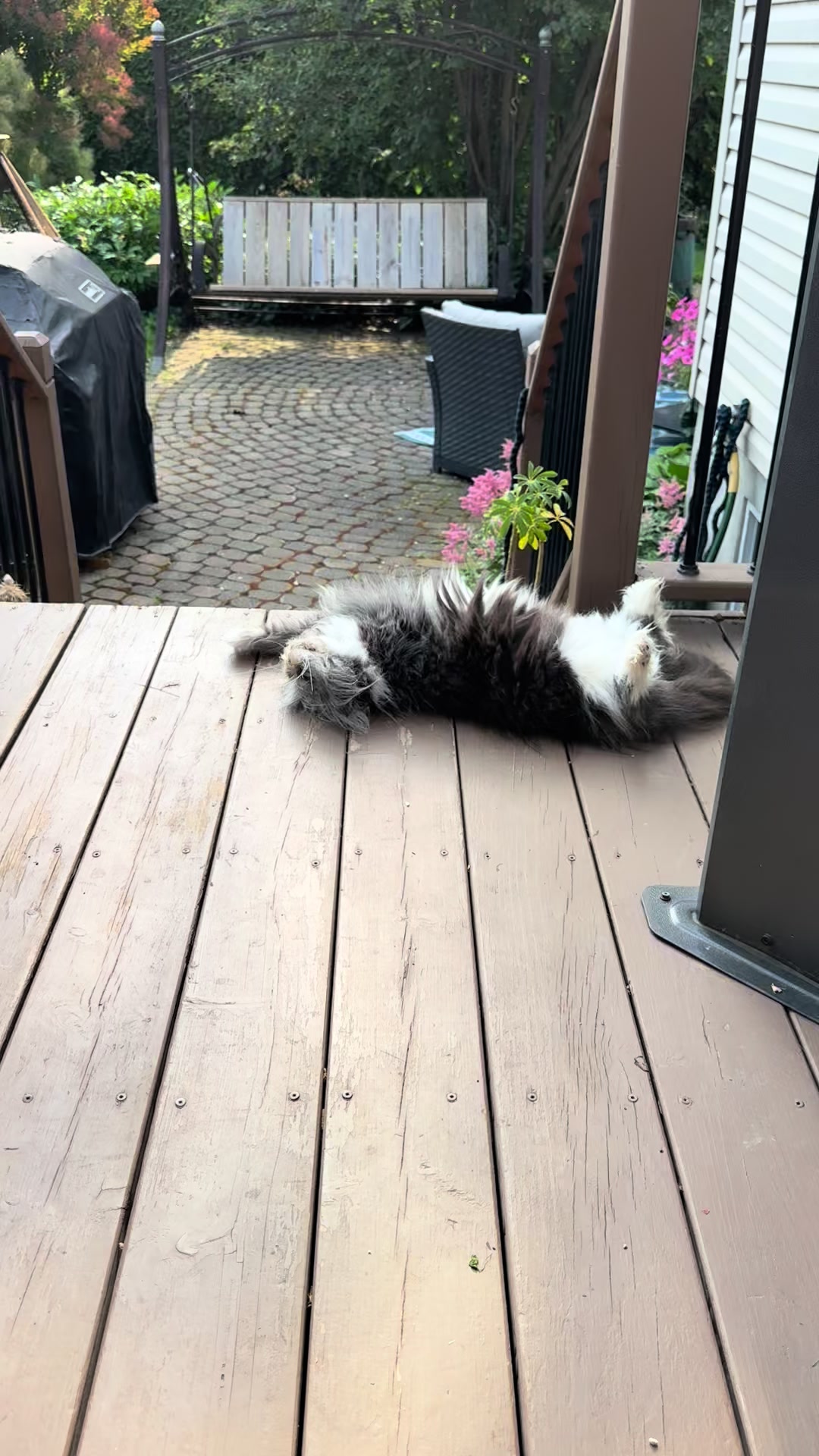 @atchoumthecat