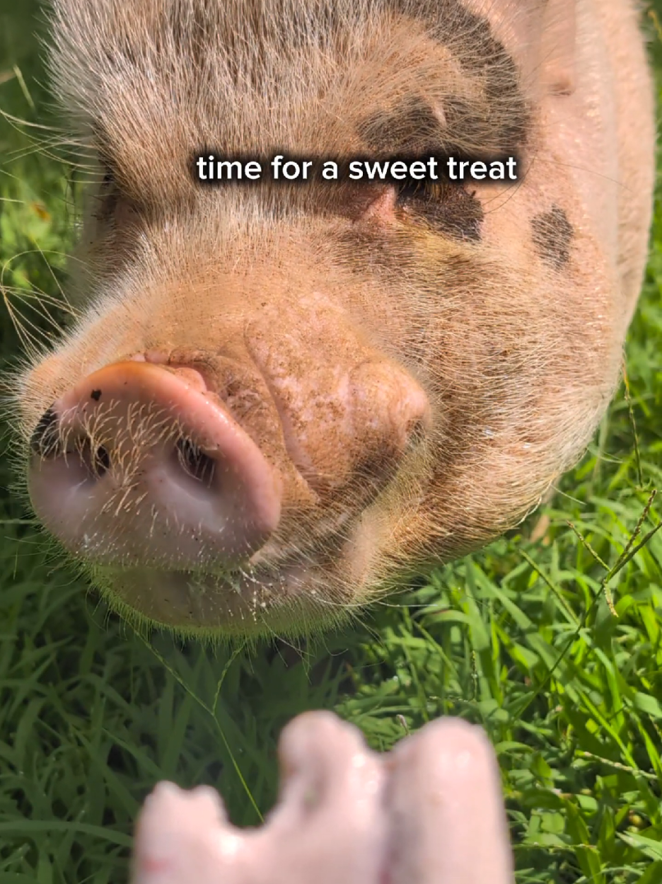 @OnePigHappyFamily