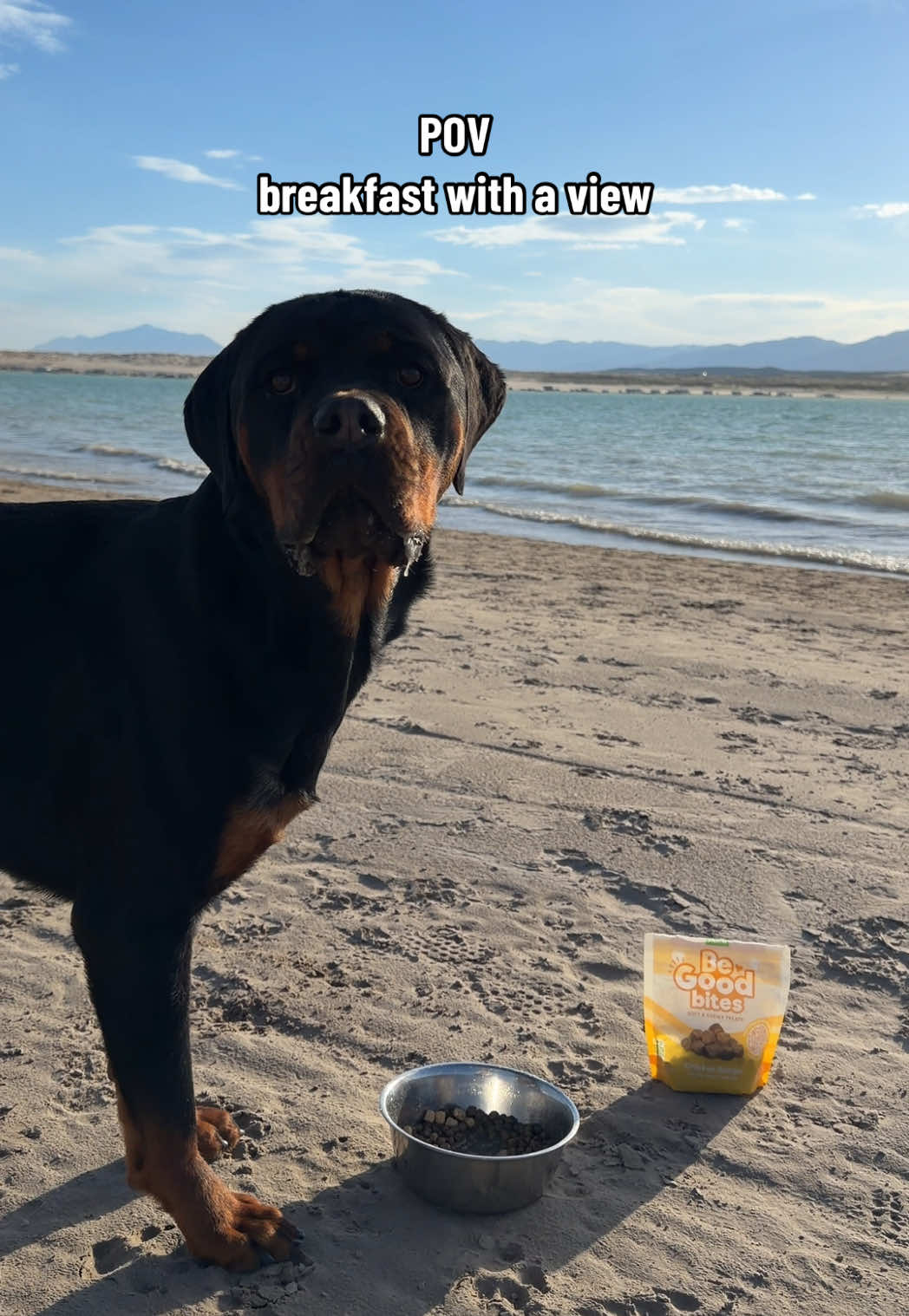 @Rex the Rottweiler