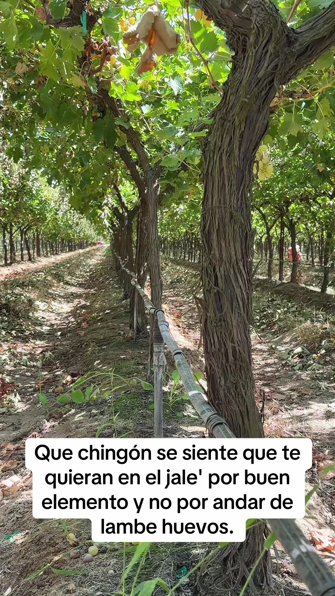 @PABLO PINEDA