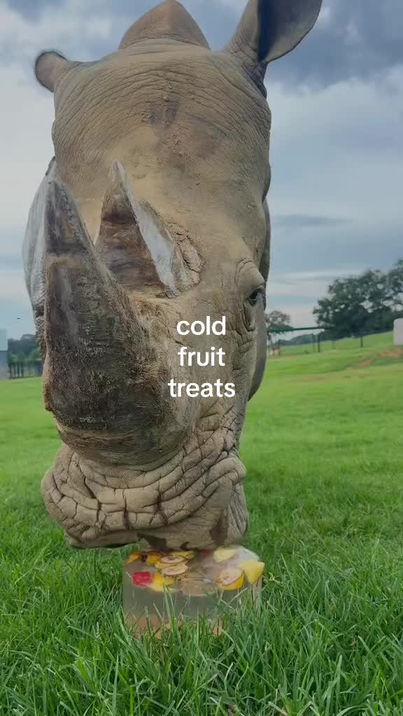 @southlandsafari