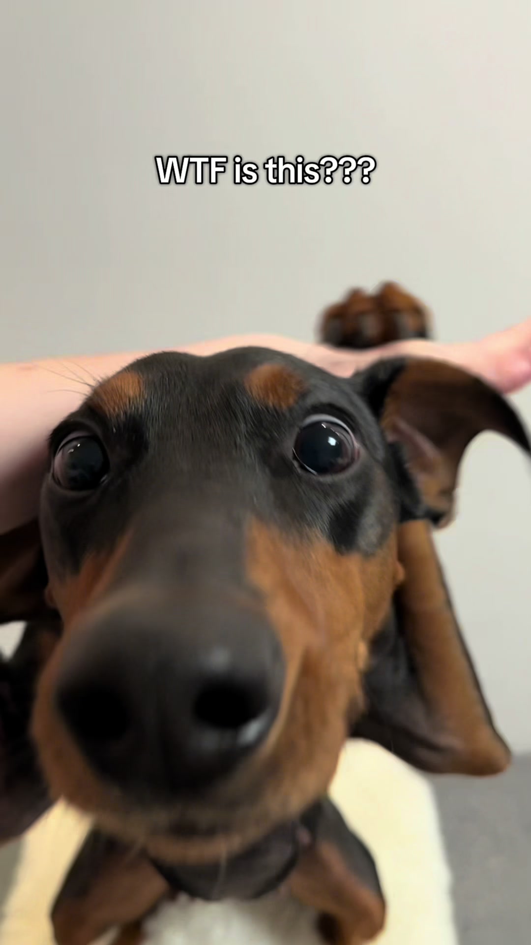@AlvaTheHotDog