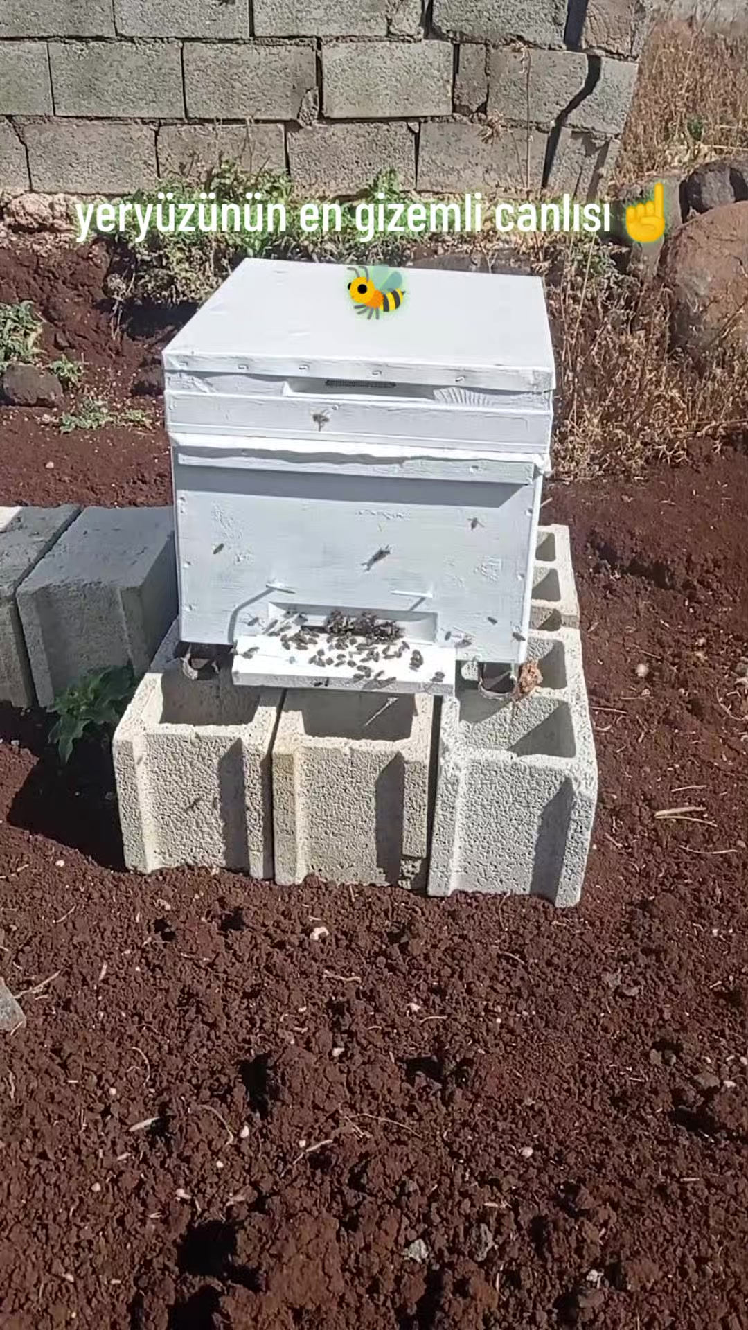 @Barbaros&Ccedil;iftliği