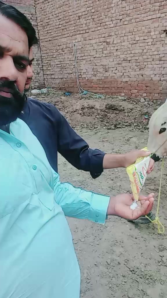@amanat Kasai