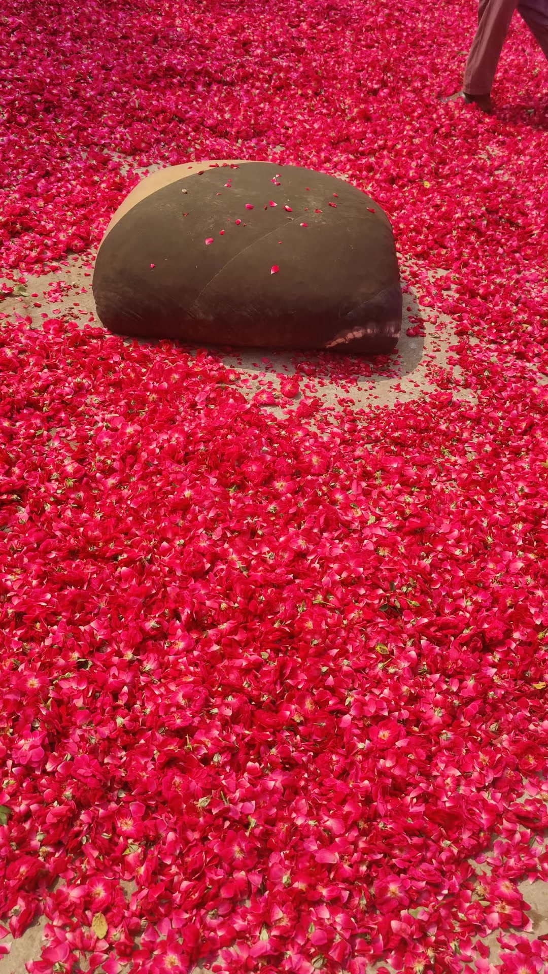 @🌷𝐒𝐇𝐀𝐍 𝐅𝐋𝐎𝐖𝐄𝐑𝐒🌷