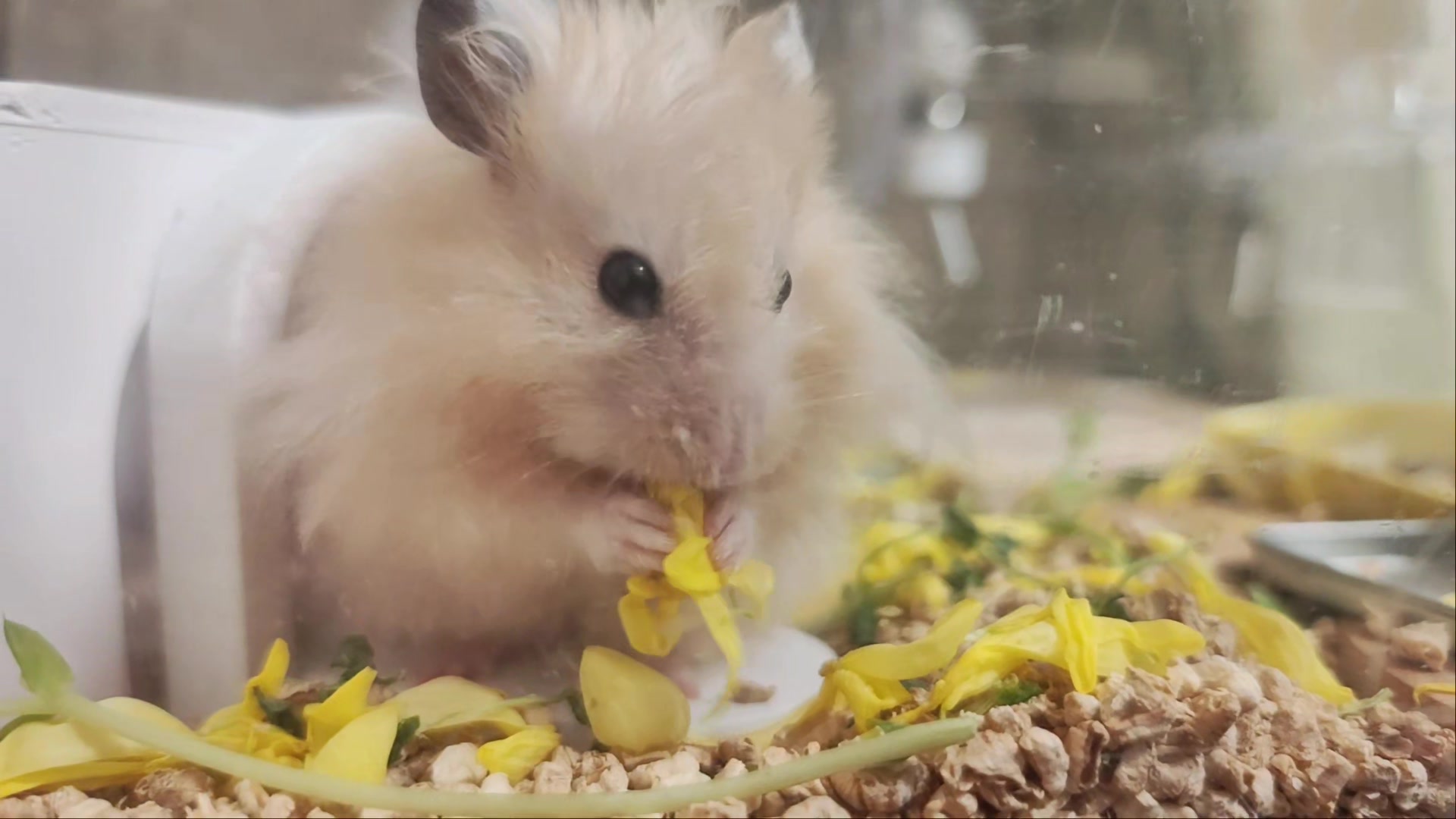 @モチキン🐹