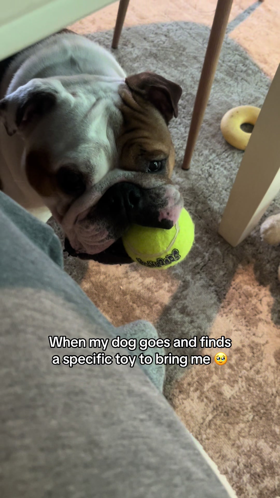 @Stubby The Bulldog