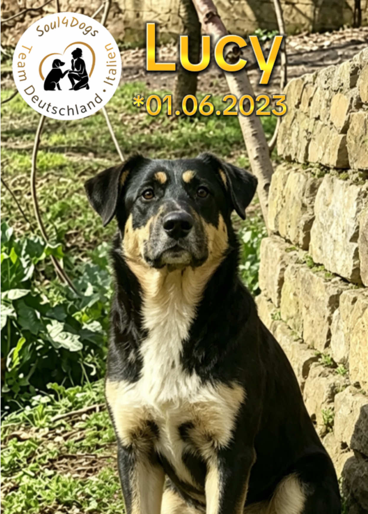 @soul4dogs
