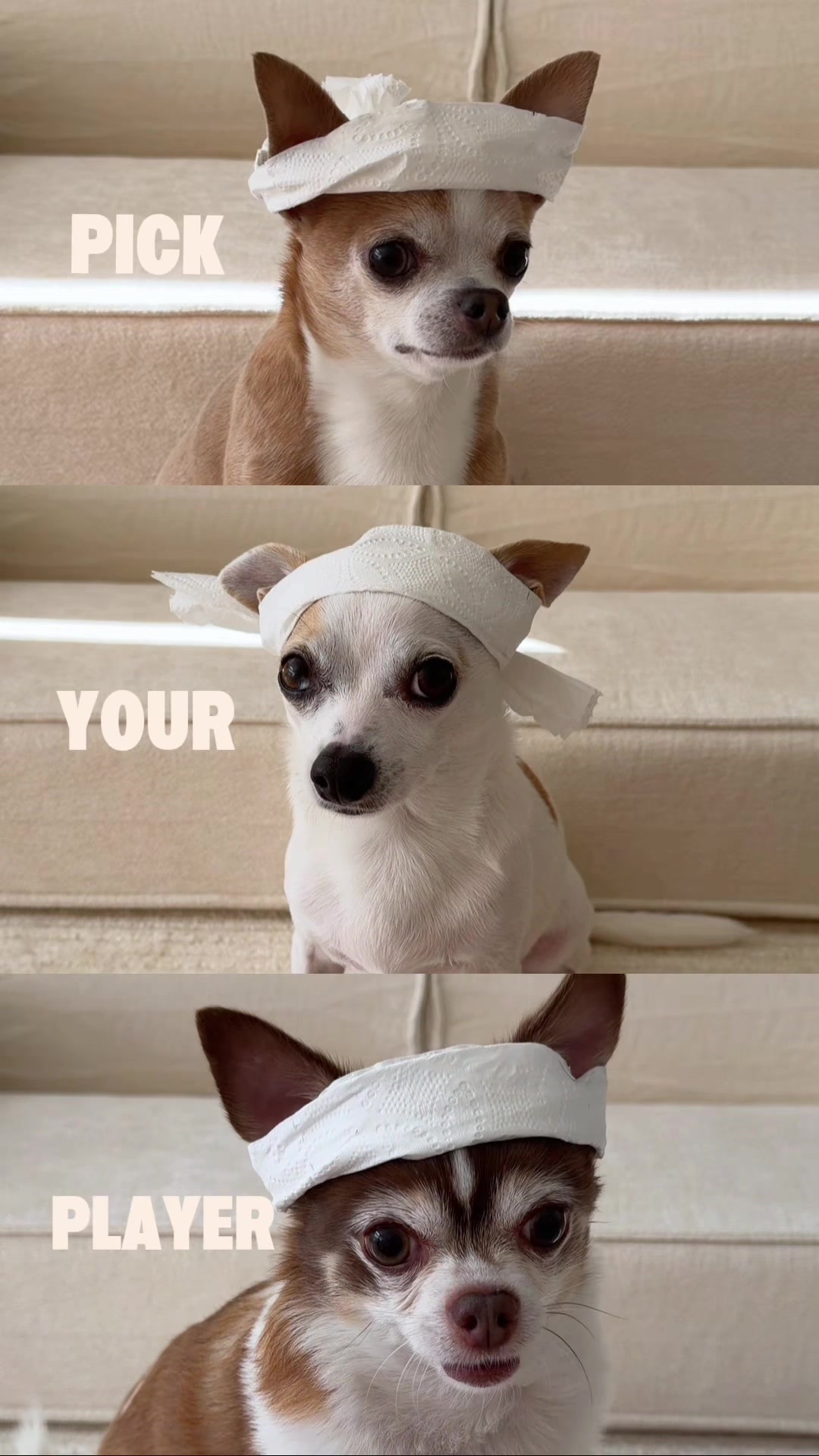 @Bao the Chihuahua