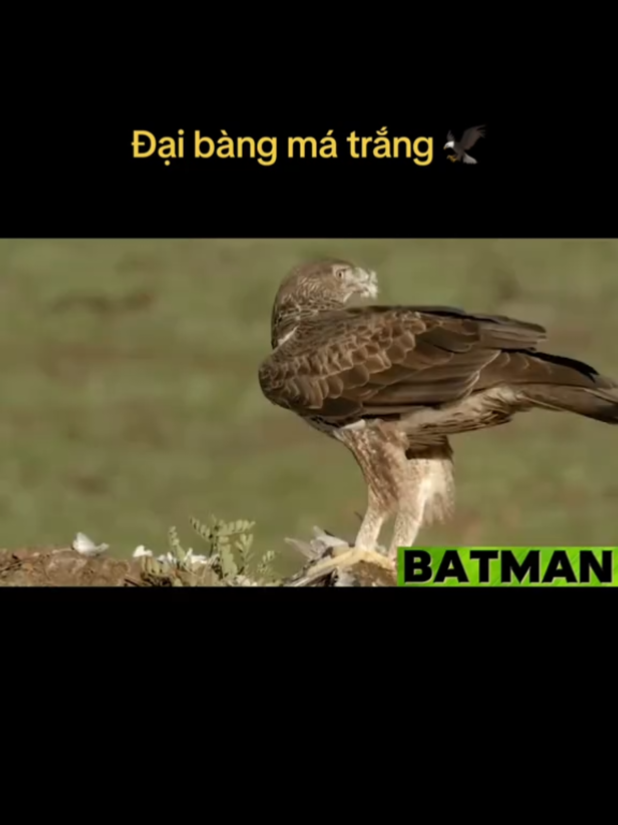 @🌏 BATMAN