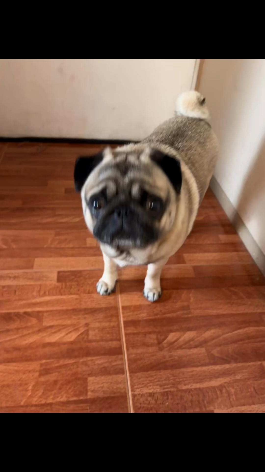 @Lolito pug carlino