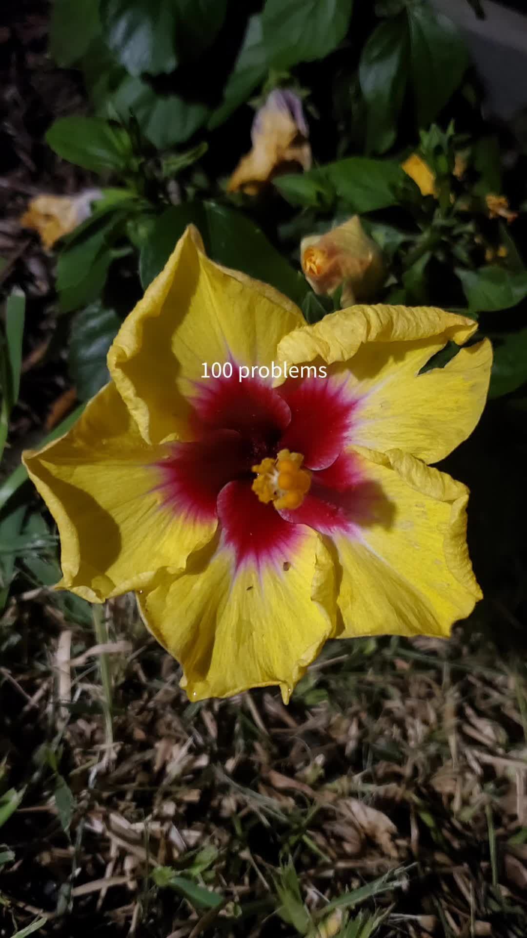 @CrayzHottie✝️🌻❤️