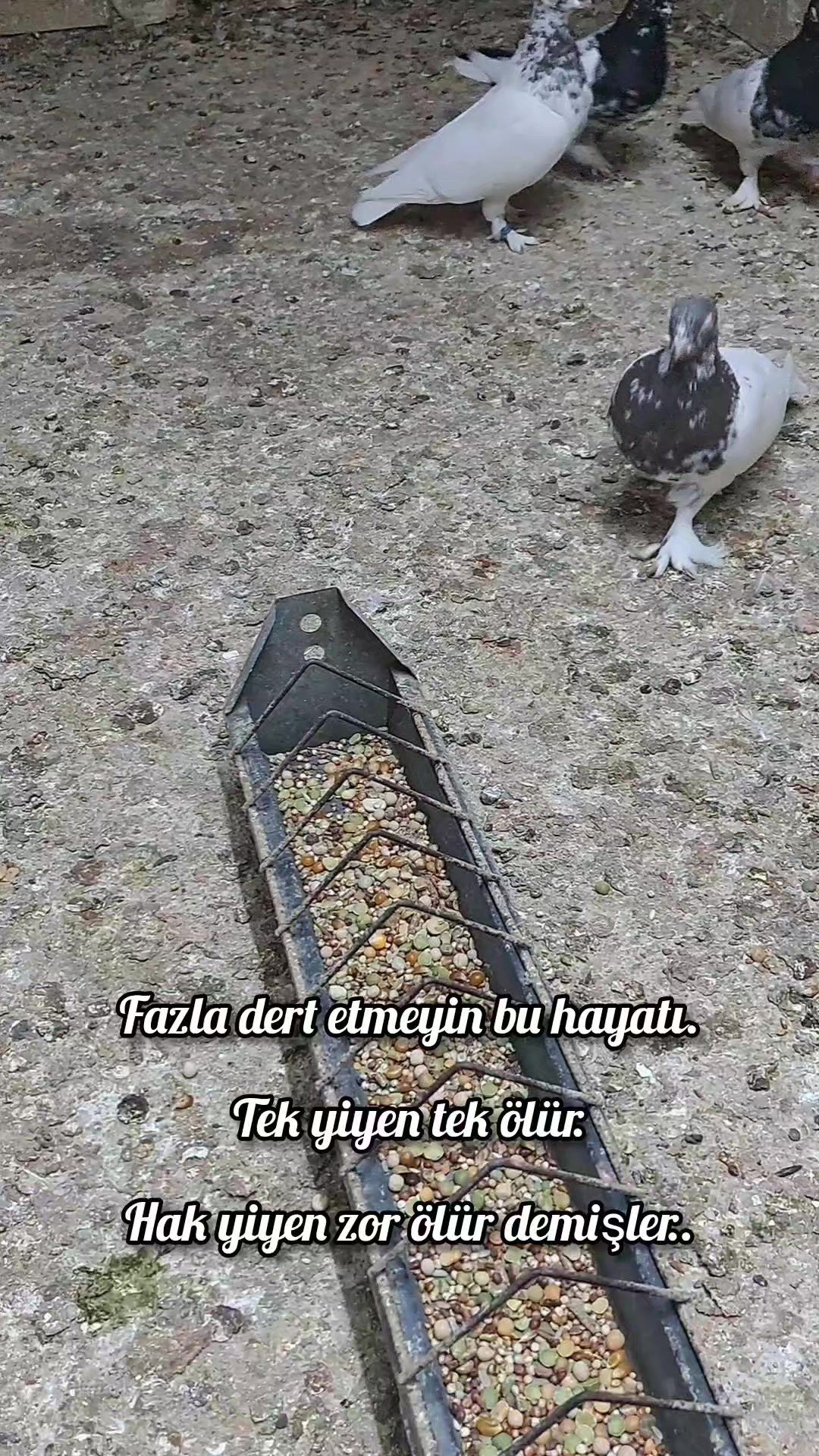 @Erkan Birkan Ece