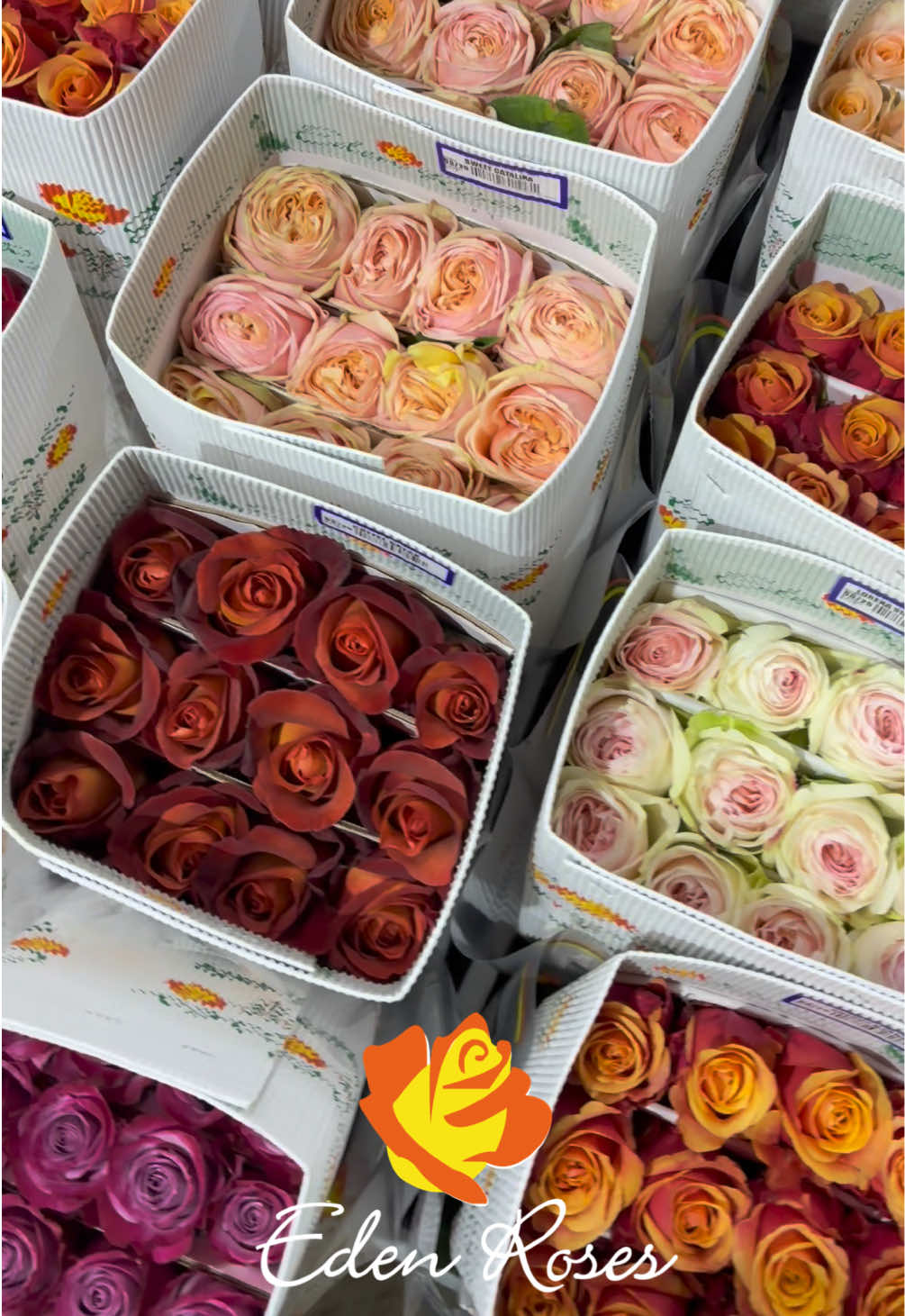 @Eden Roses