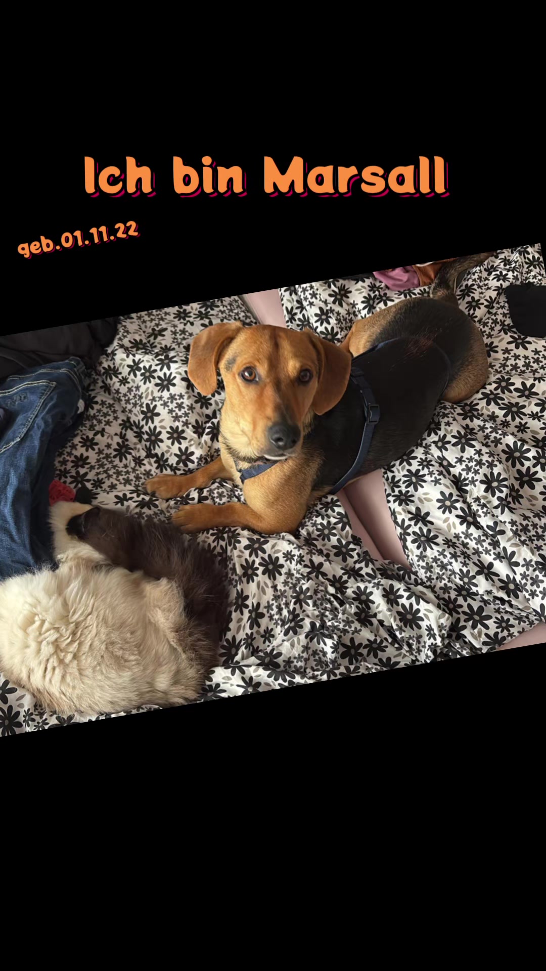 @Hundehilfe Bakony e.V.
