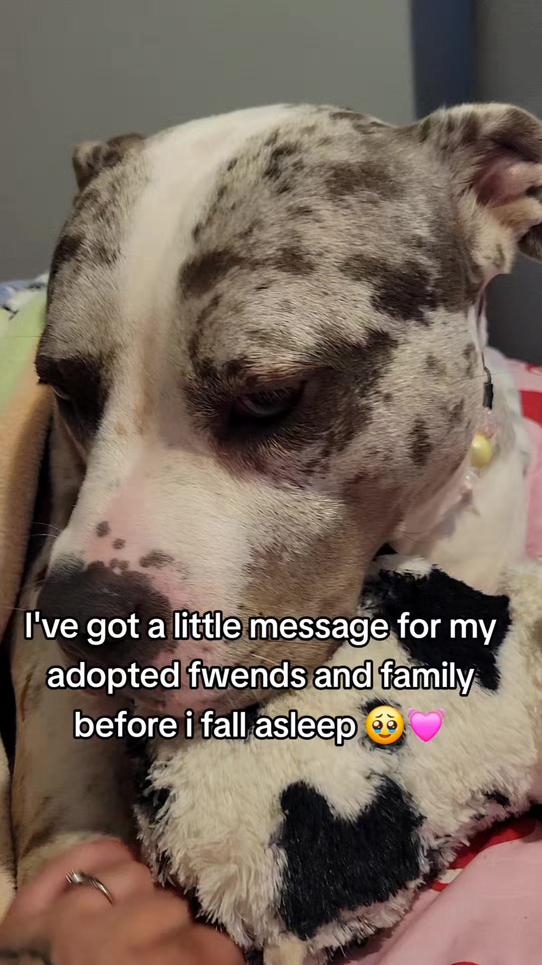 @kirsty+starlight the xl bully