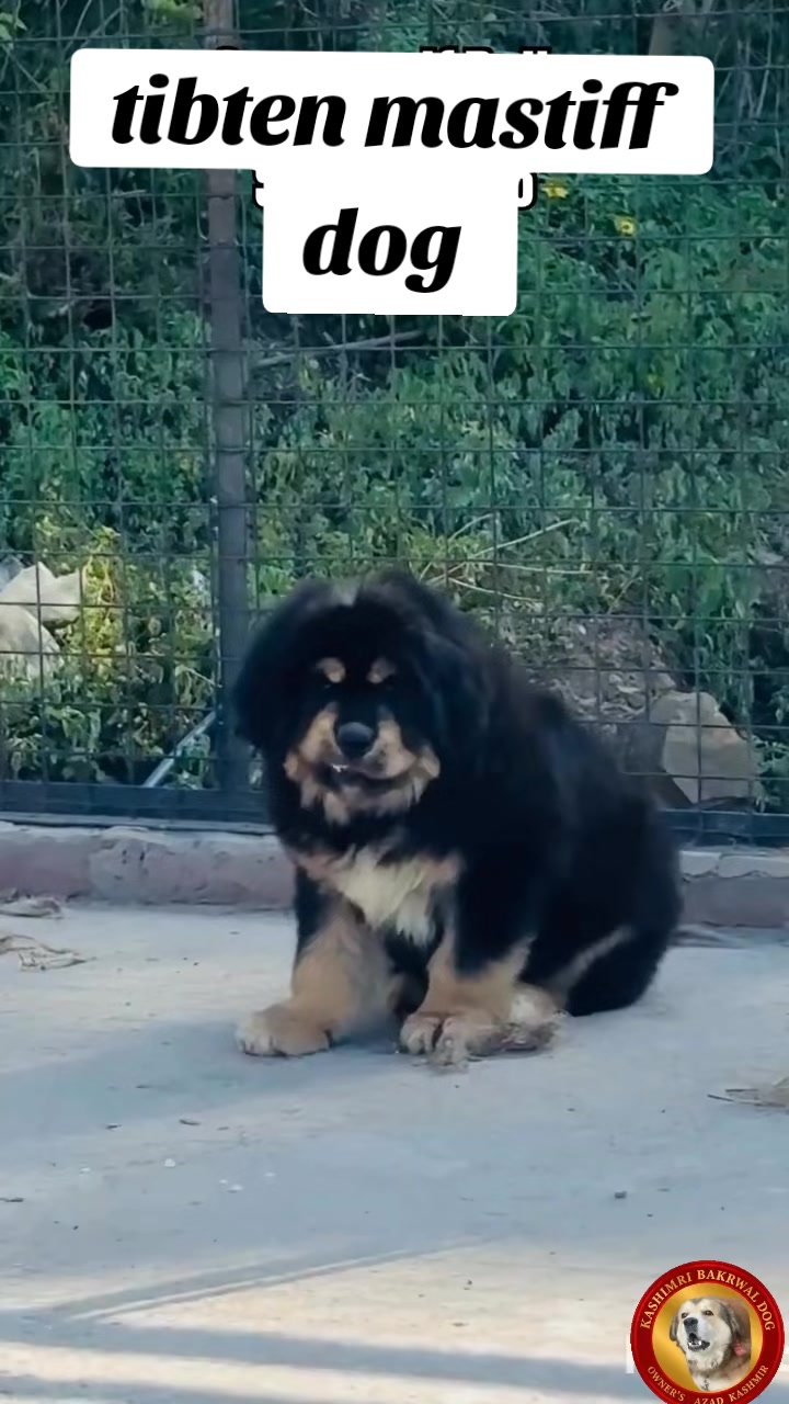 @Kashmiri_Bakrwal_Dog