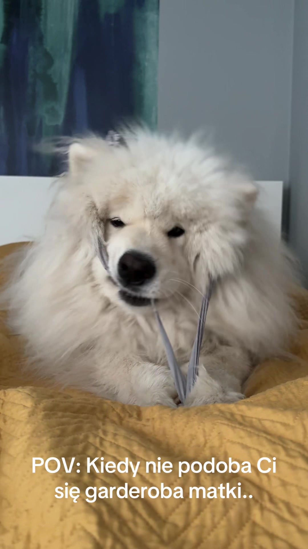 @Samoyed.Kokos