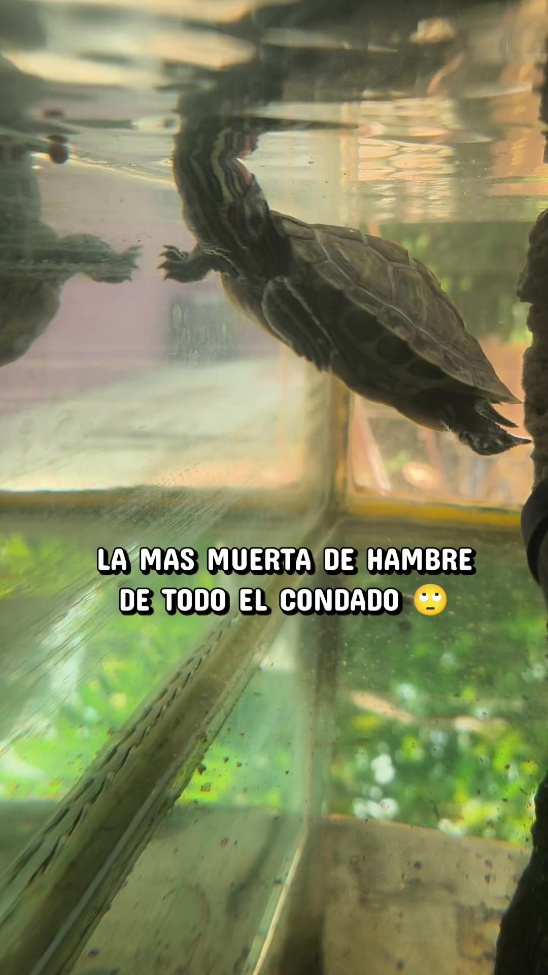 @DellGtz🐢🌺
