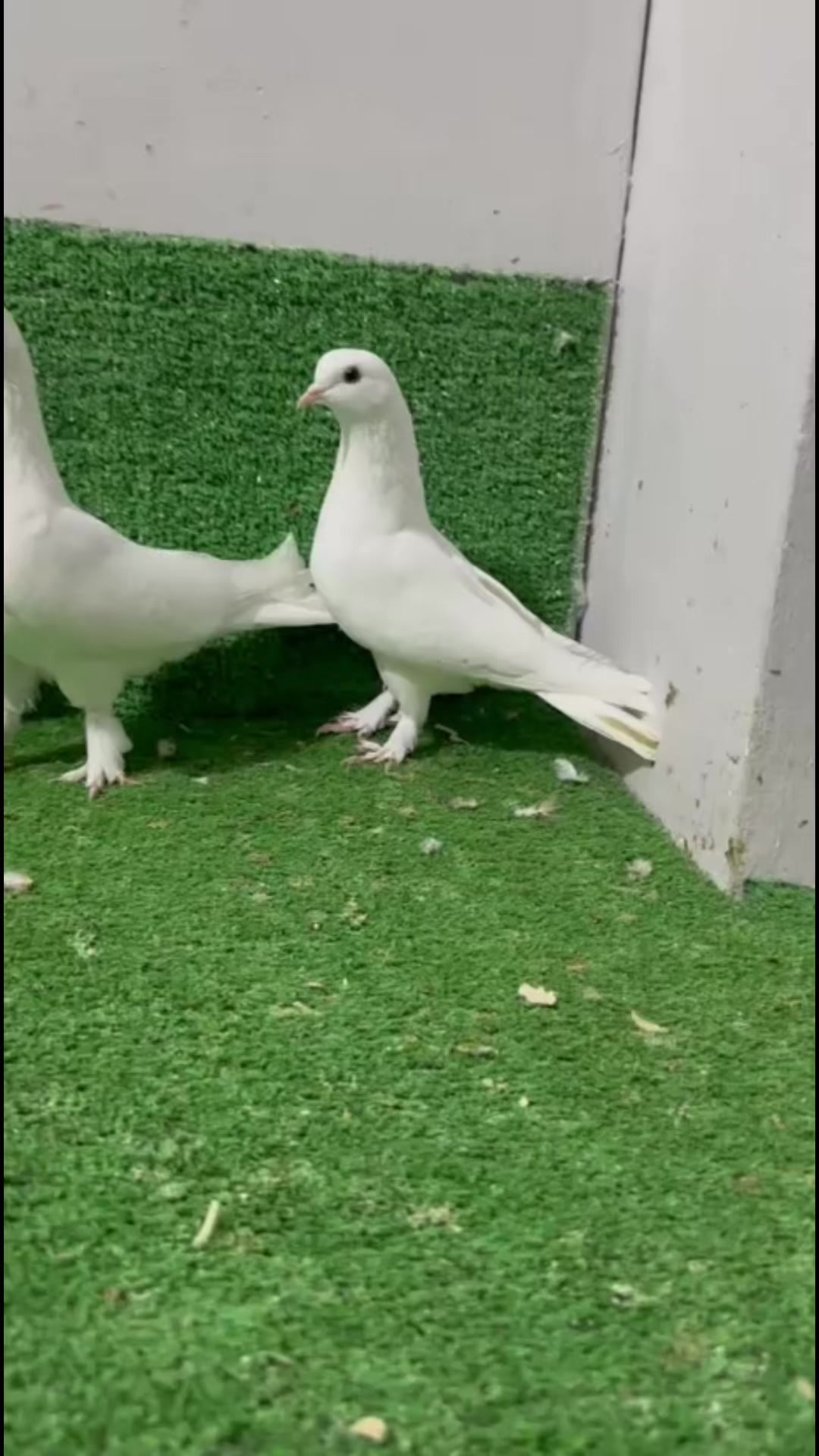 @Kayseri_Güvercin_diyarı🕊️