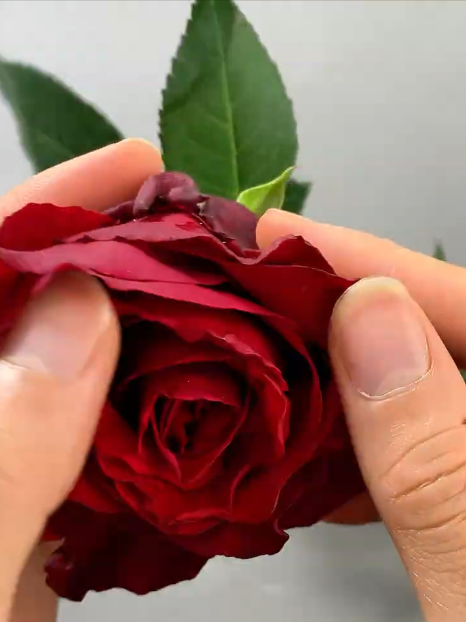 @PlantsLife