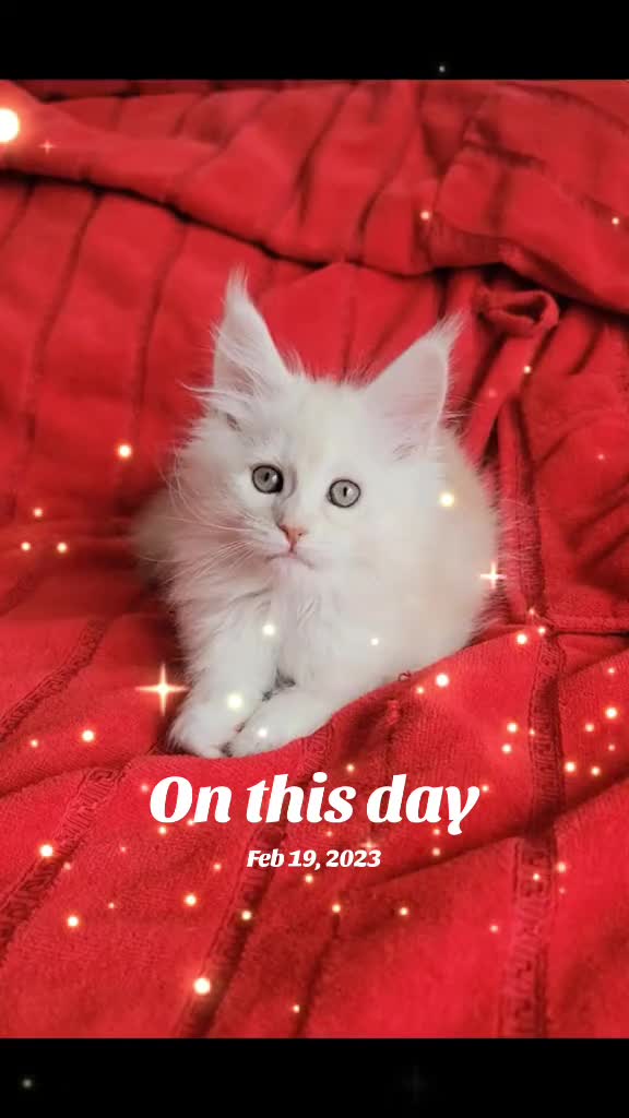 @MaineCoon Royalty