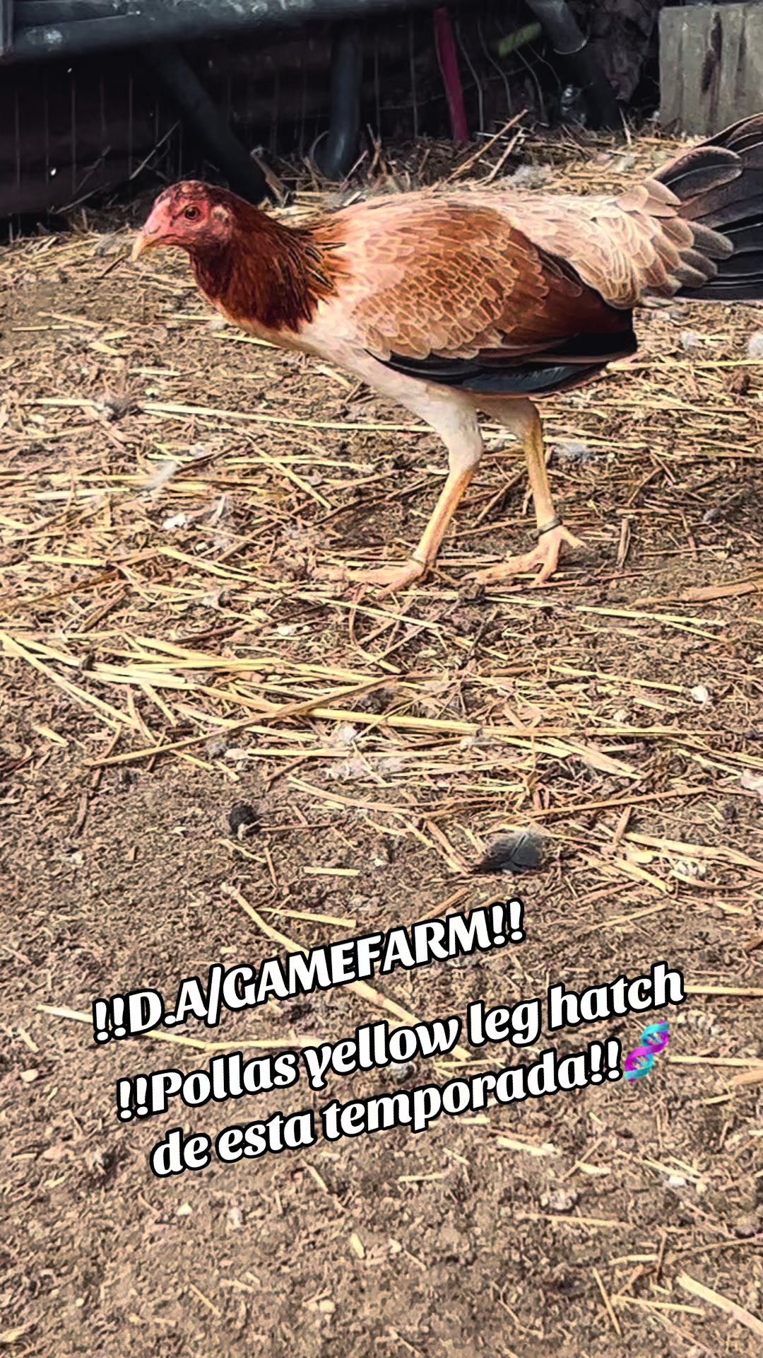 @DAgamefarm