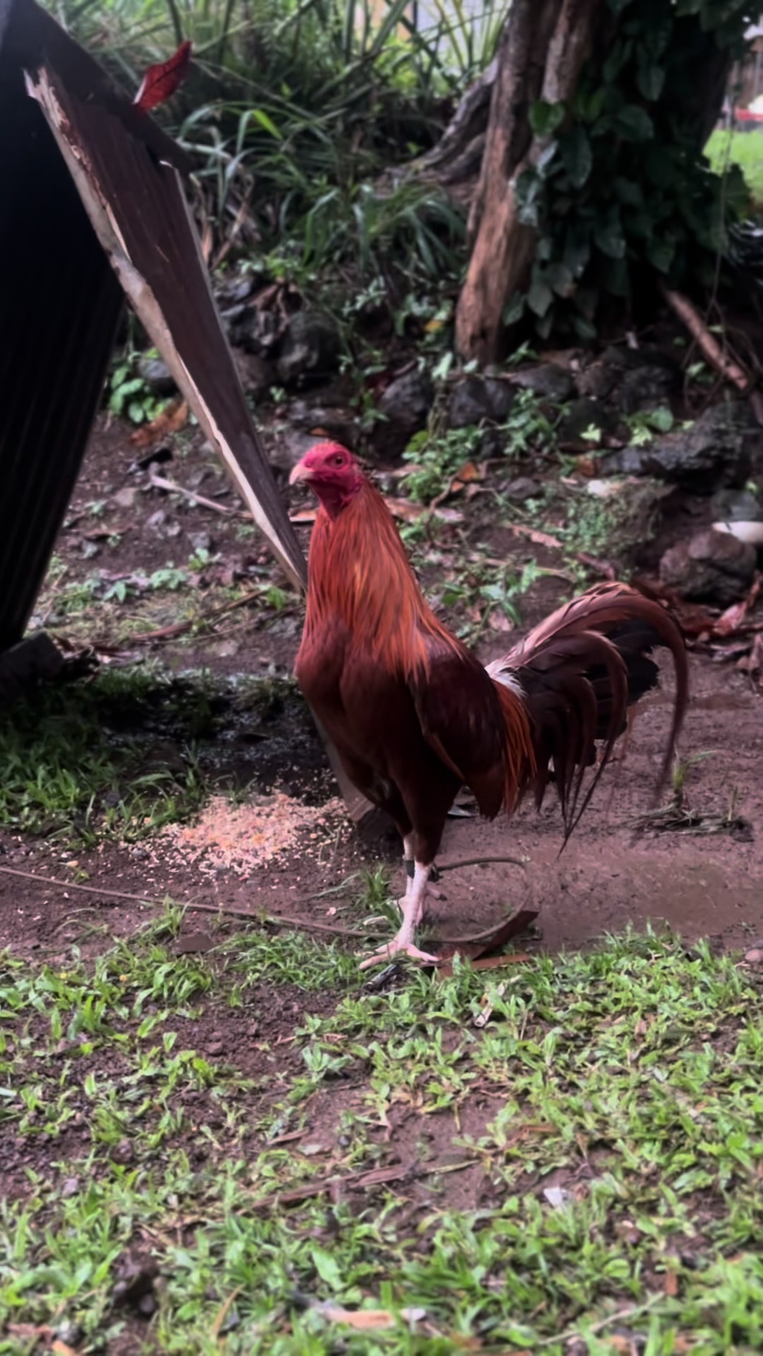 @ltowngamefowl