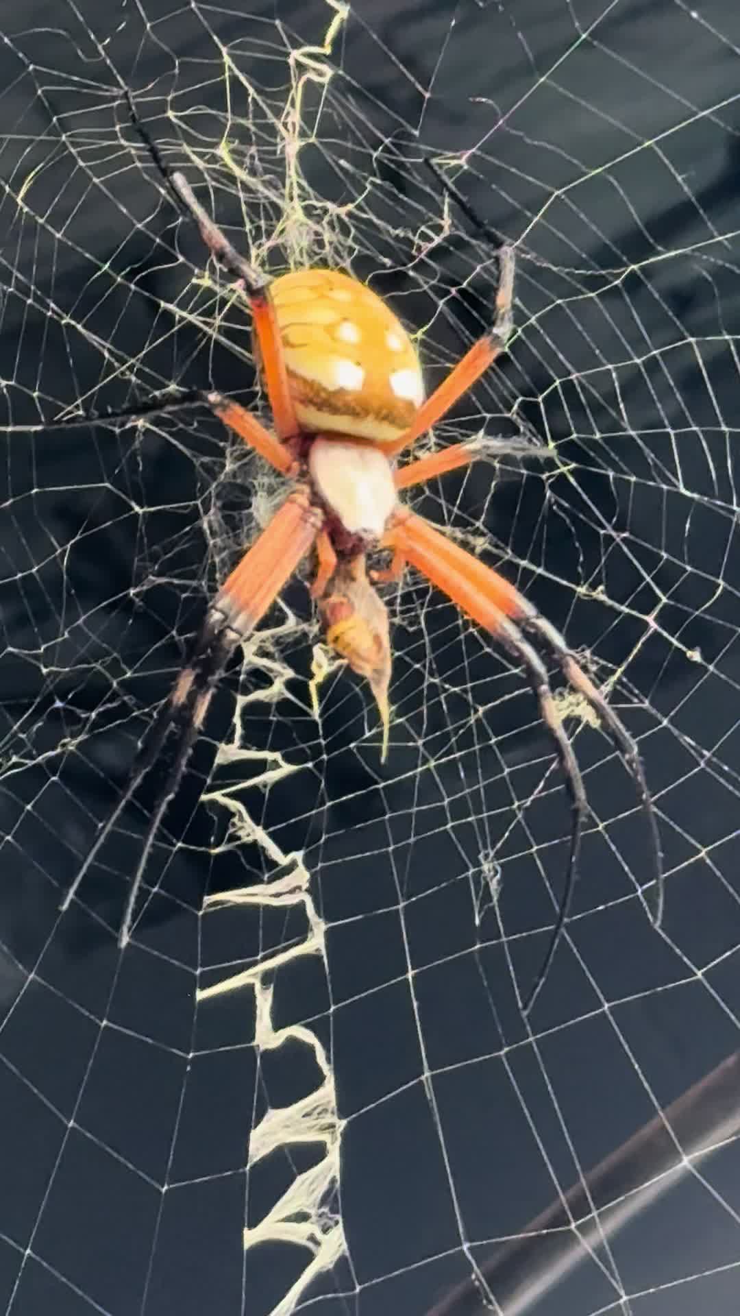@EthelSpider