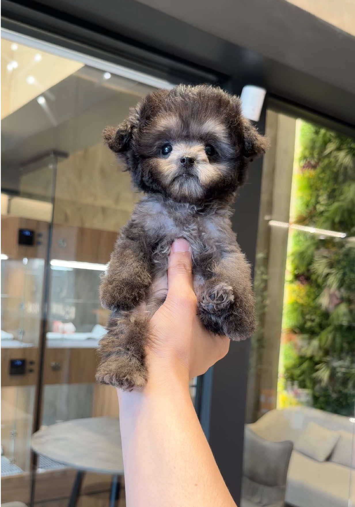 @JC Dog Republic