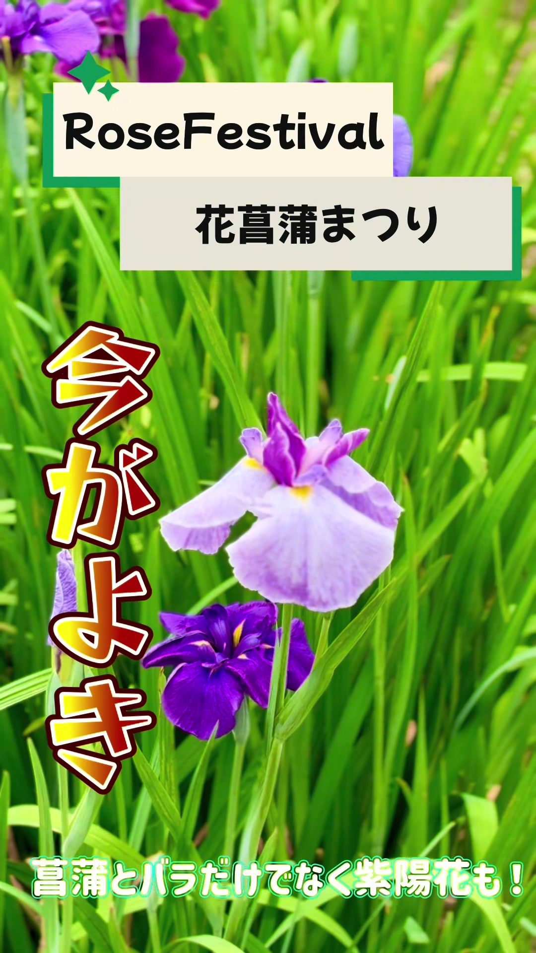 @ぱぴぷり