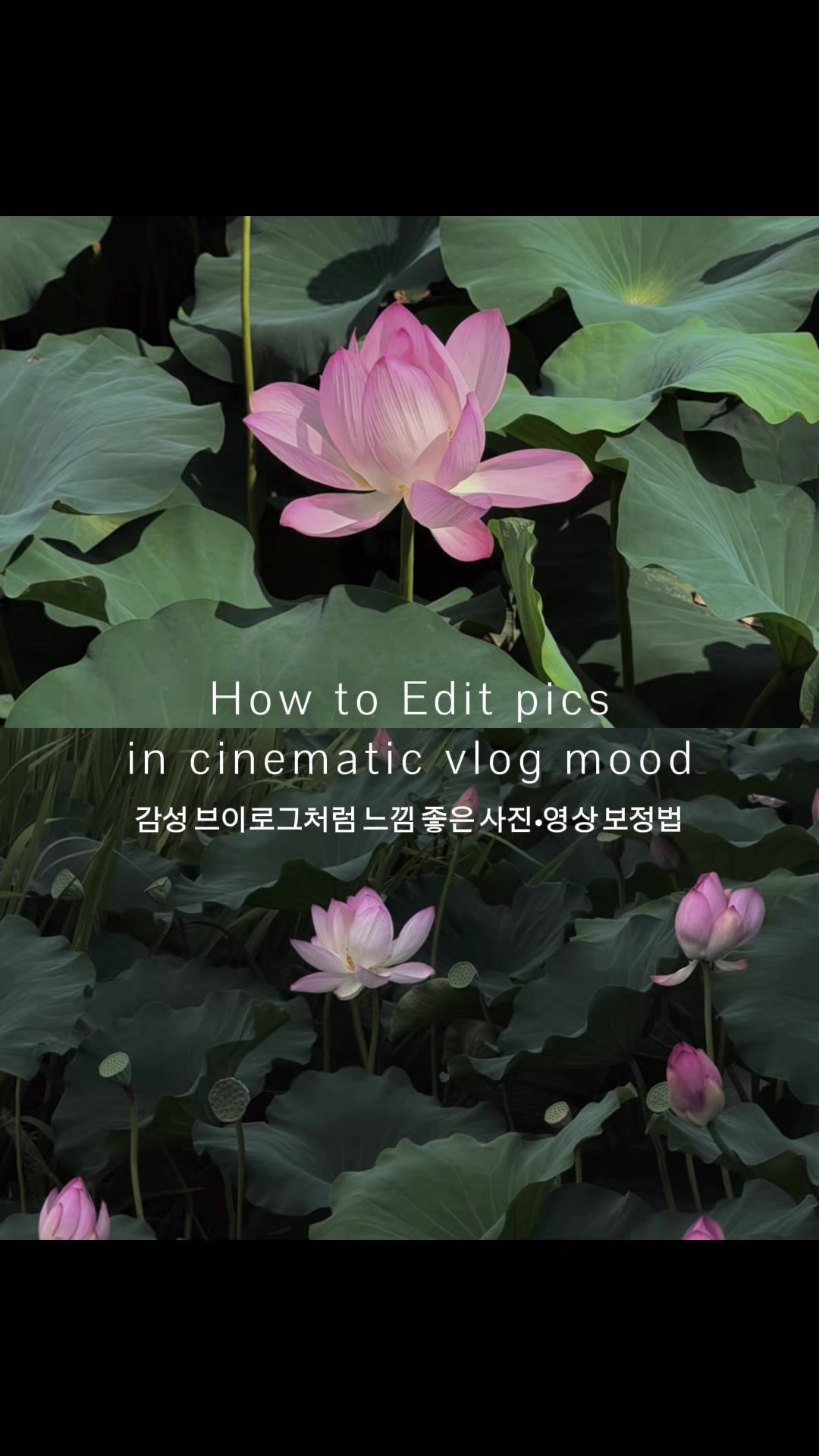 @베리 ベリ🪄