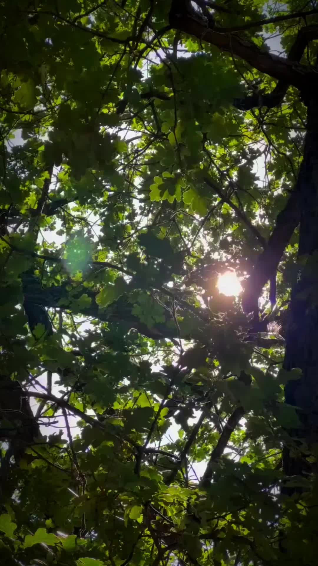 @DRX.
