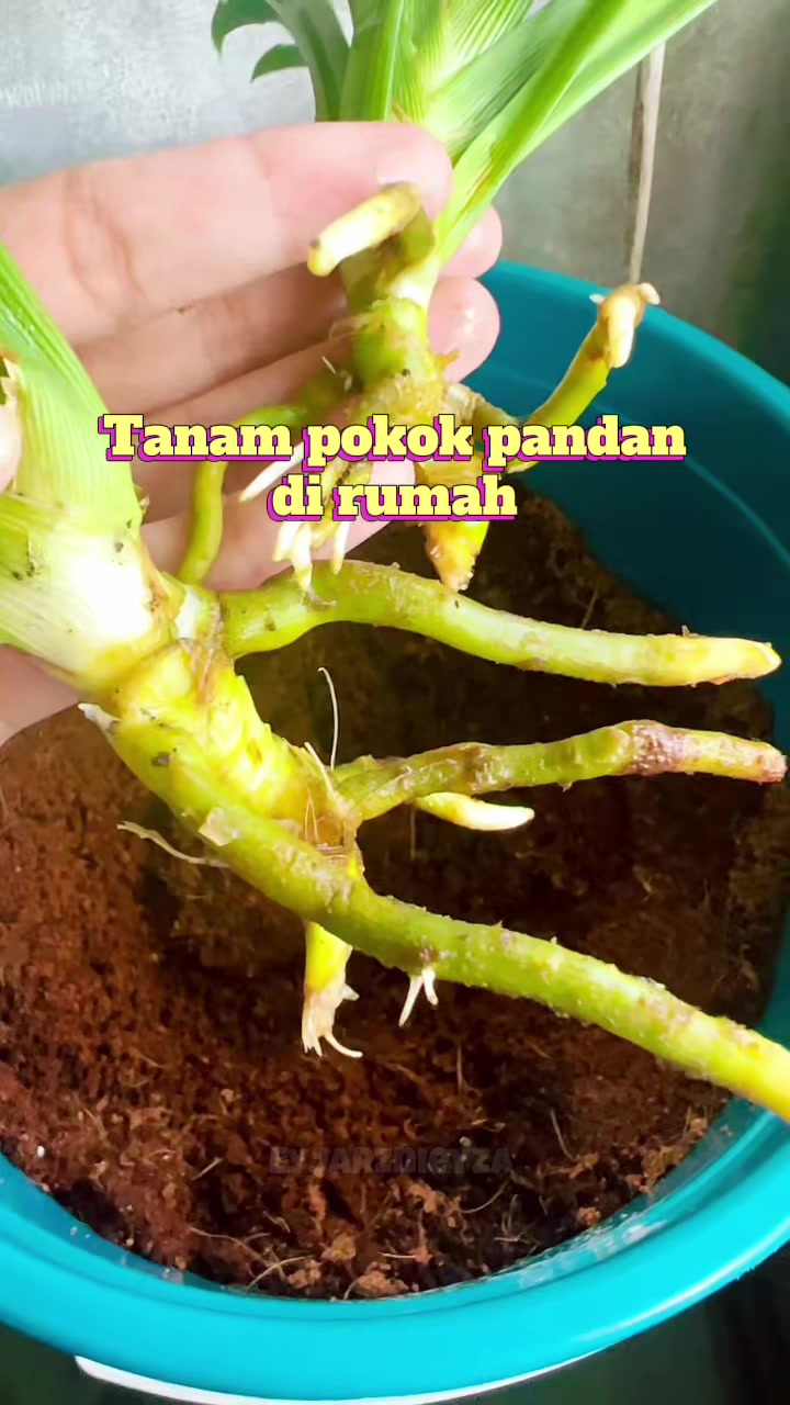 @แดฦณแแฉ ๐