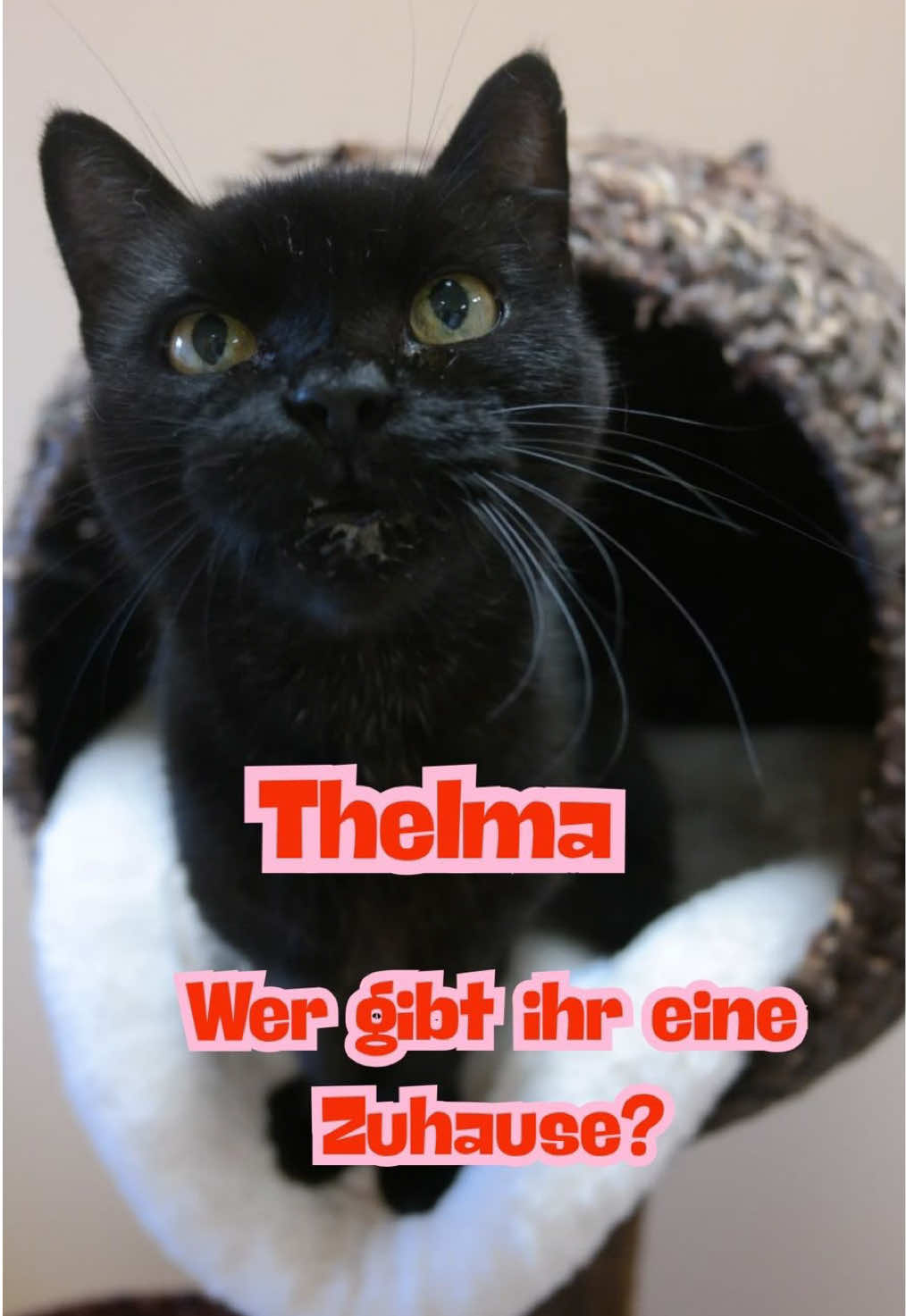 @TierheimKR