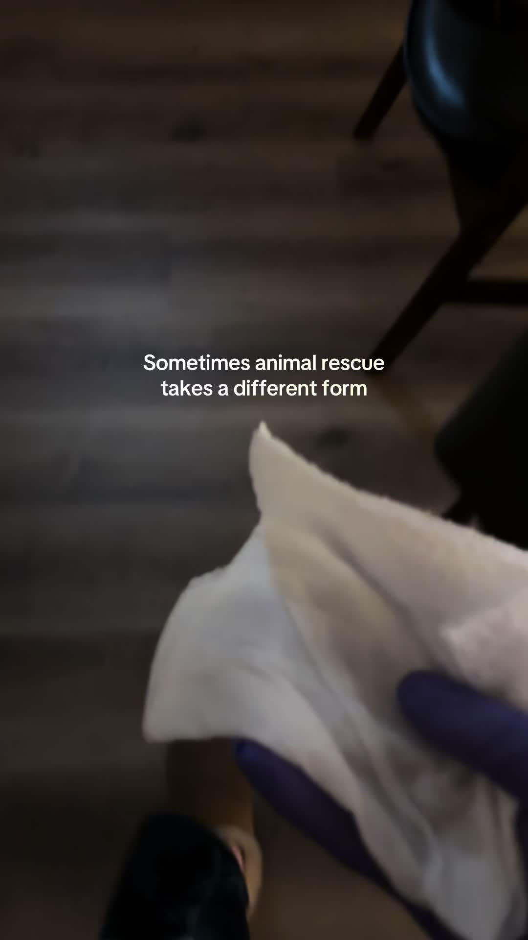 @Christina | Cat Rescue 🐾