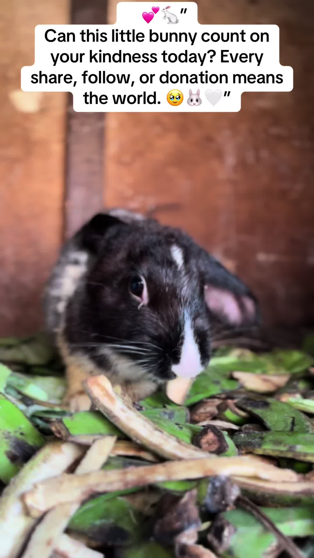 @florianpets